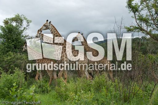 Giraffe (77 von 94).jpg